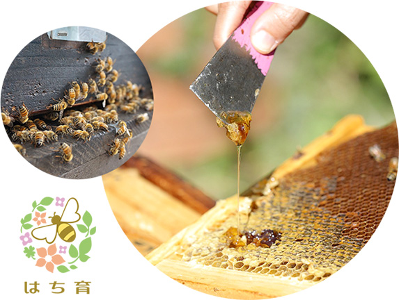 はち育®イメージ写真